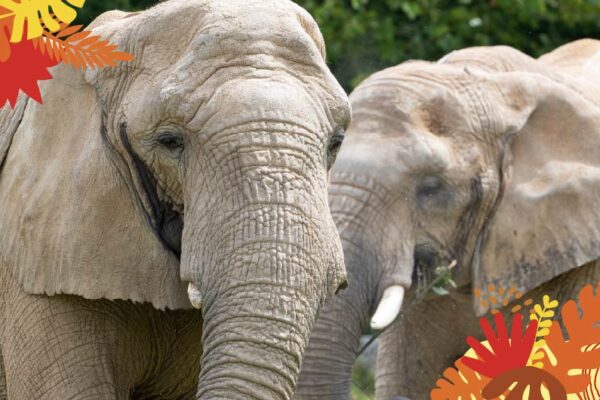 Animations Afrique Maison Beauval Nature août 2025