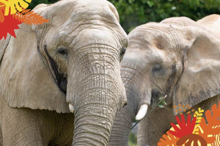Animations Afrique Maison Beauval Nature août 2025