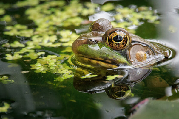 Grenouille taureau ©Don Mroczkowski