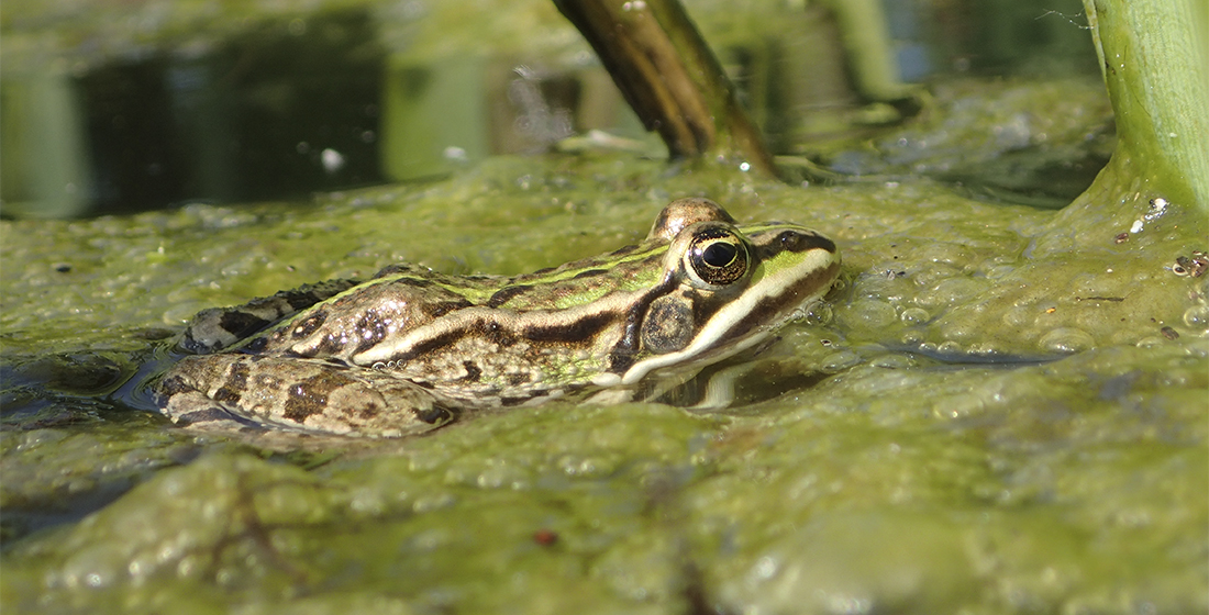 Grenouille verte Grenouille verte