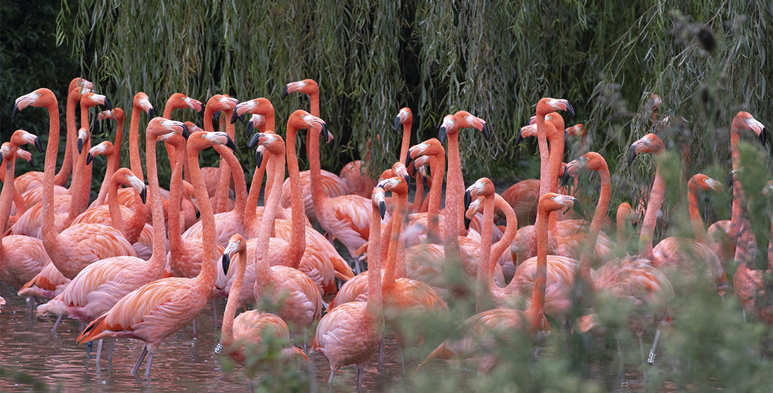 Flamants de Cuba