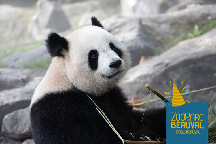 Anniversaires pandas été 2025
