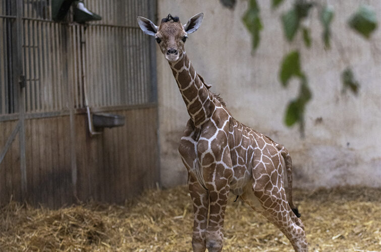 Femelle girafe née le 6 juillet 2025