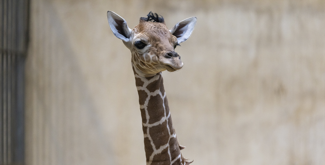 Bébé femelle girafe née le 6 juillet 2025 Bébé femelle girafe née le 6 juillet 2025