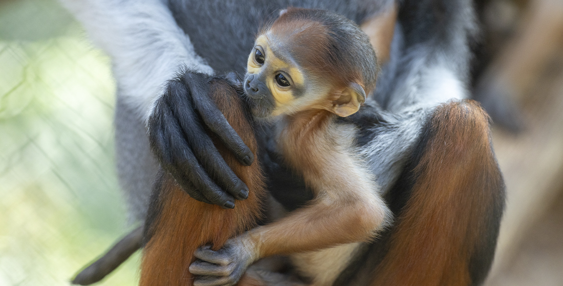 Bébé langur de Douc Bébé langur de Douc