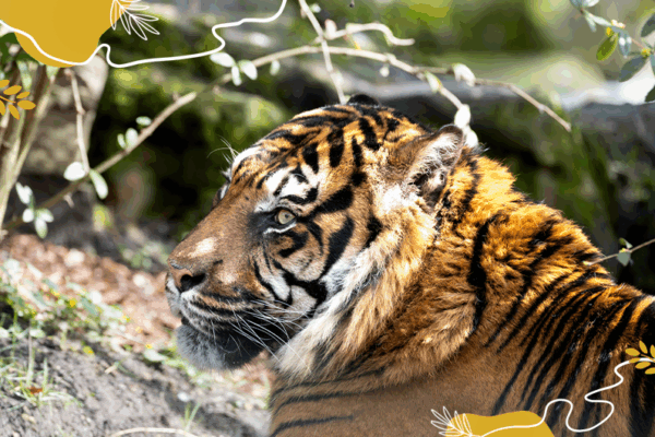 Journée internationale des tigres 2025