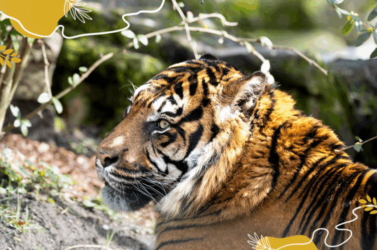 Journée internationale des tigres 2025