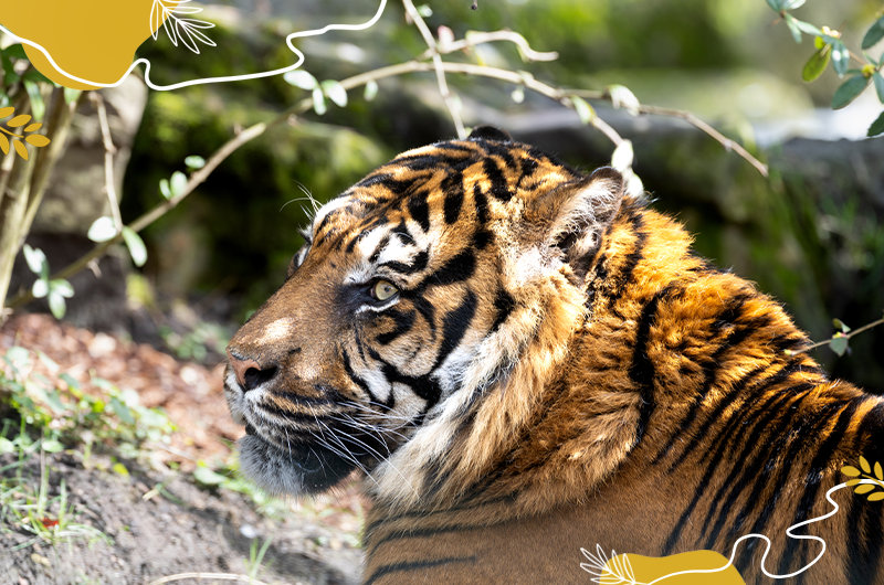Journée internationale des tigres 2025
