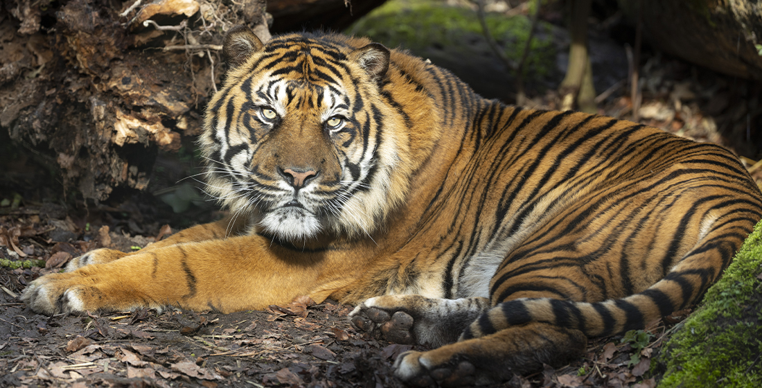 Asu, mâle tigre du Bengale du ZooParc de Beauval Asu, mâle tigre du Bengale du ZooParc de Beauval