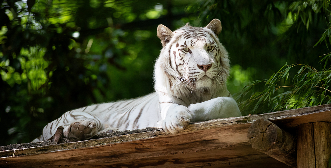 Tigre blanc du ZooParc de Beauval Tigre blanc du ZooParc de Beauval