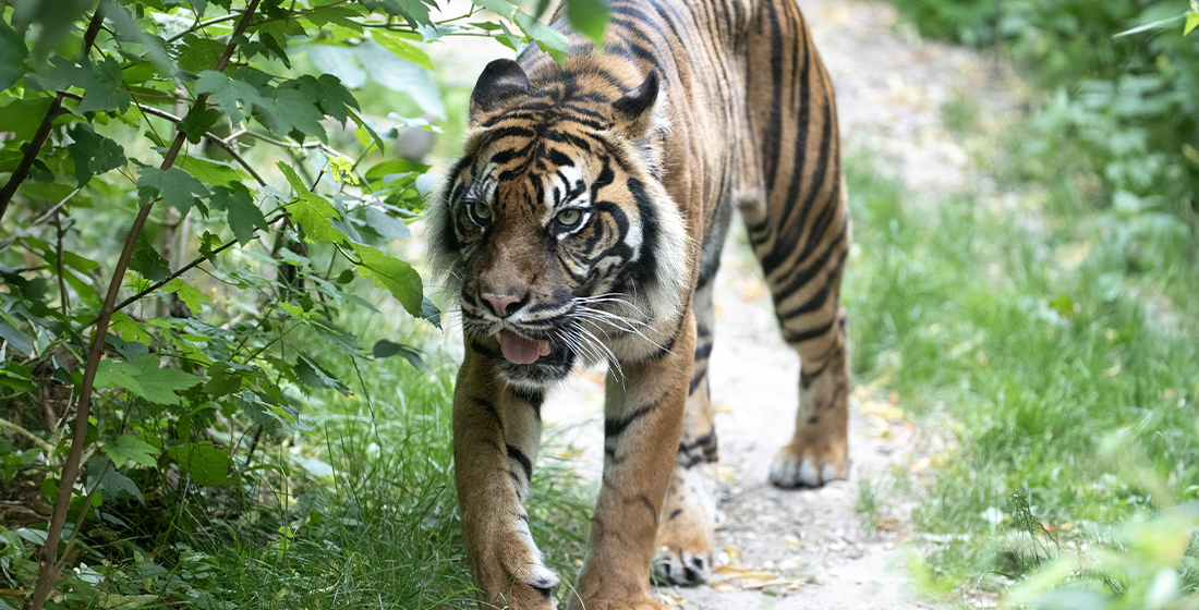 Jambi, femelle tigre de Sumatra du ZooParc de Beauval Jambi, femelle tigre de Sumatra du ZooParc de Beauval