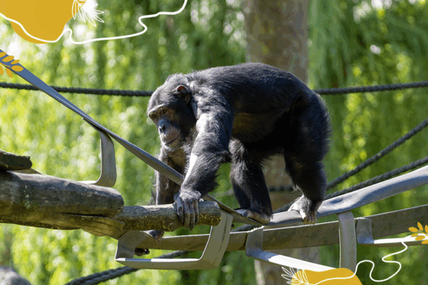 Chimpanzé - Journée mondiale des chimpanzés 2025