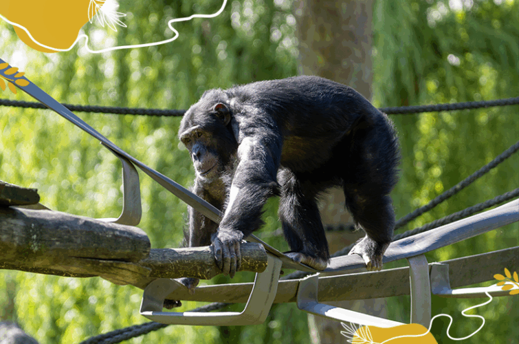 Chimpanzé - Journée mondiale des chimpanzés 2025