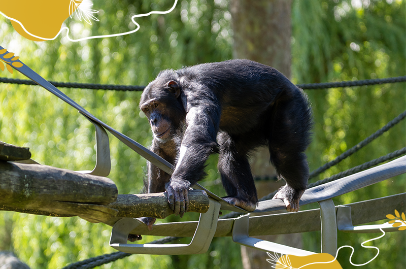 Chimpanzé - Journée mondiale des chimpanzés 2025