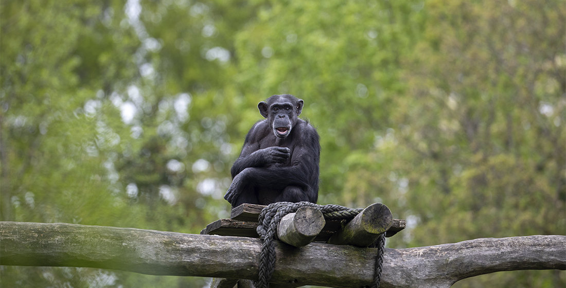 Chimpanzé du ZooParc de Beauval Chimpanzé du ZooParc de Beauval