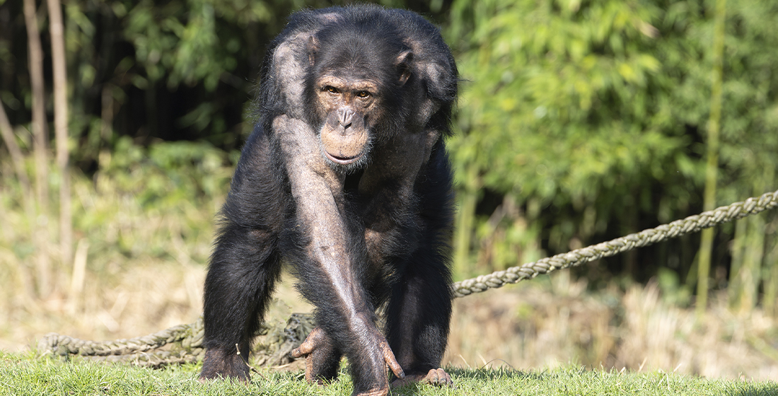 Tumba, mâle chimpanzé du ZooParc de Beauval Tumba, mâle chimpanzé du ZooParc de Beauval
