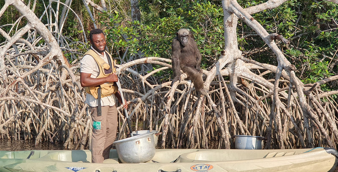 Nourrissage de chimpanzés au Congo Nourrissage de chimpanzés au Congo