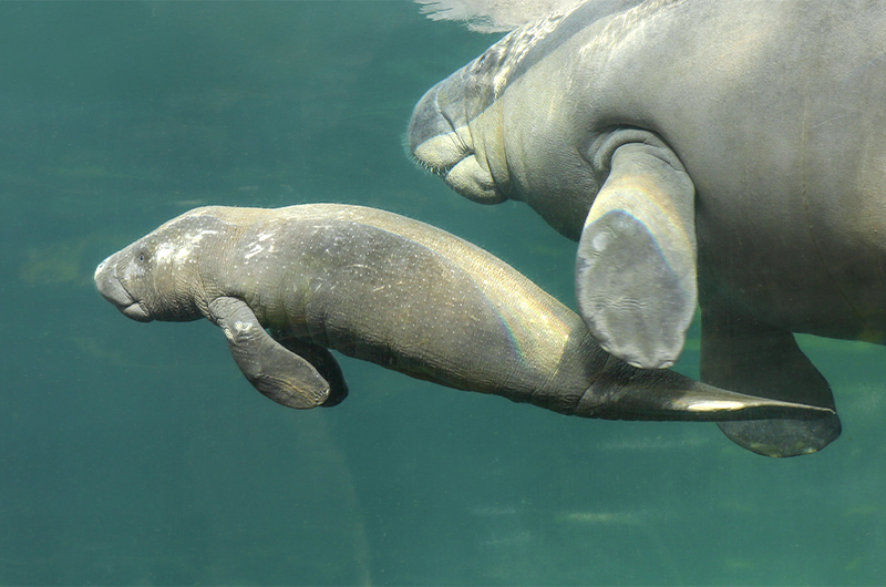 Bébé lamantin né le 6 juin 2025 au ZooParc de Beauval