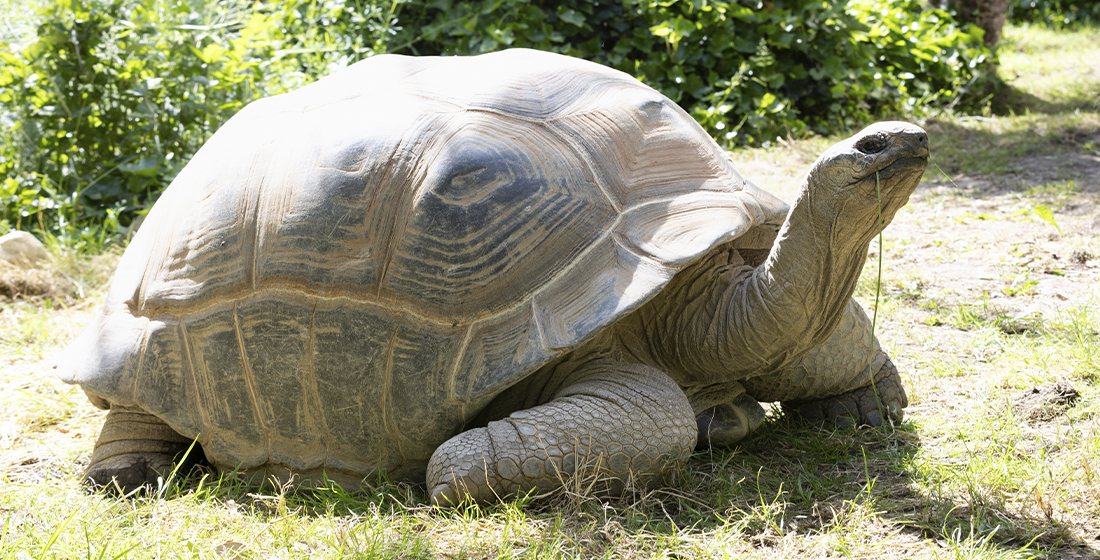Lack tortue d'Aldabra Lack tortue d'Aldabra