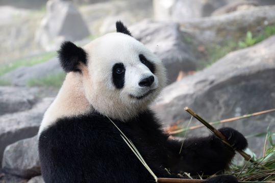 HUAN HUAN072024