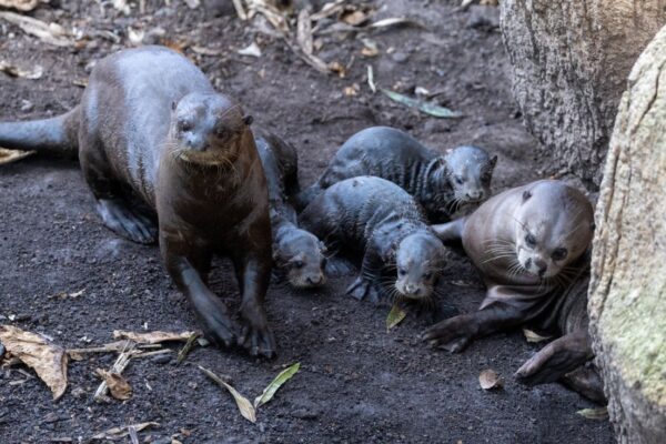 Loutrons zooparc de beauval