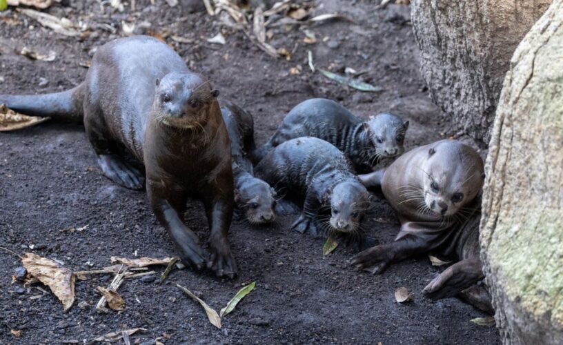 Loutrons zooparc de beauval