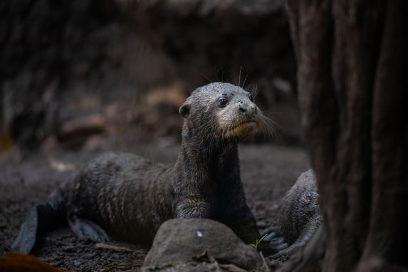 Loutrons zooparc de beauval3