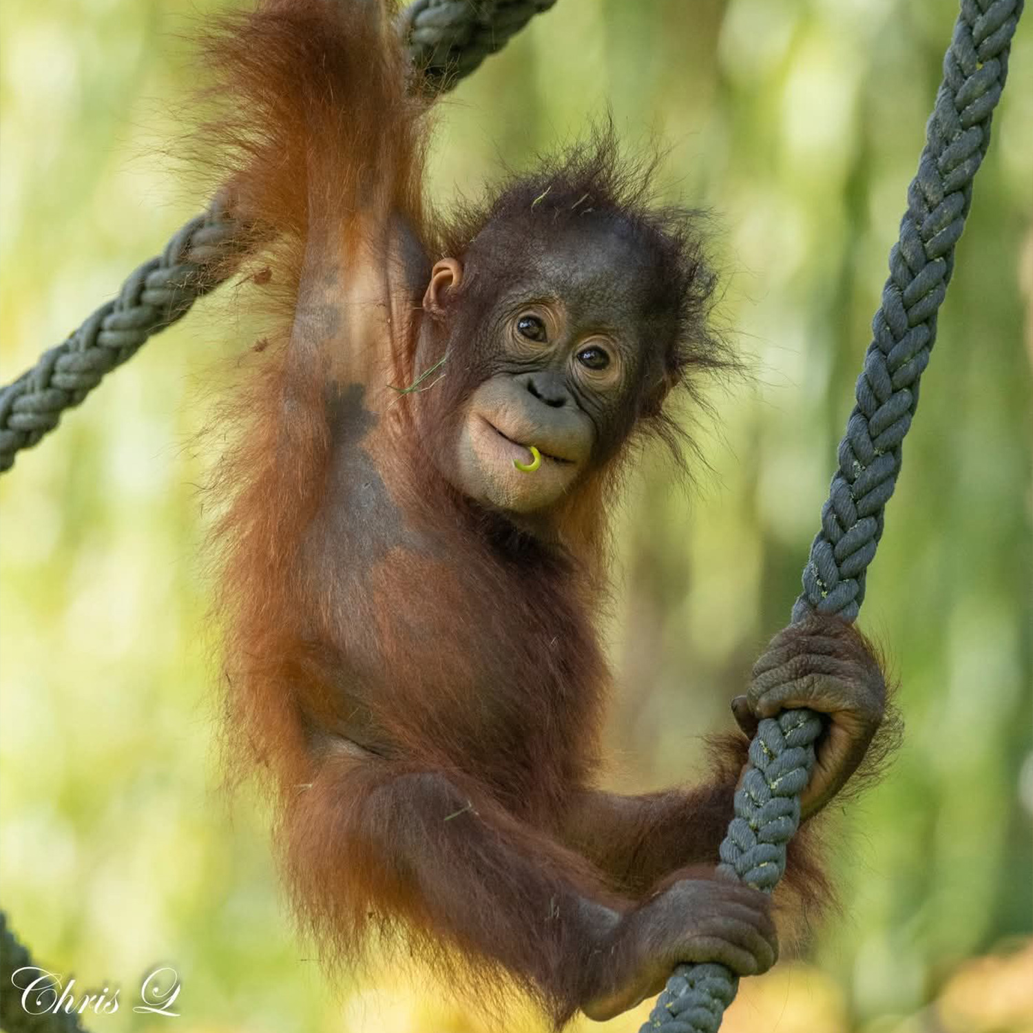 Vote photos Facebook orangs-outans Vote photos Facebook orangs-outans