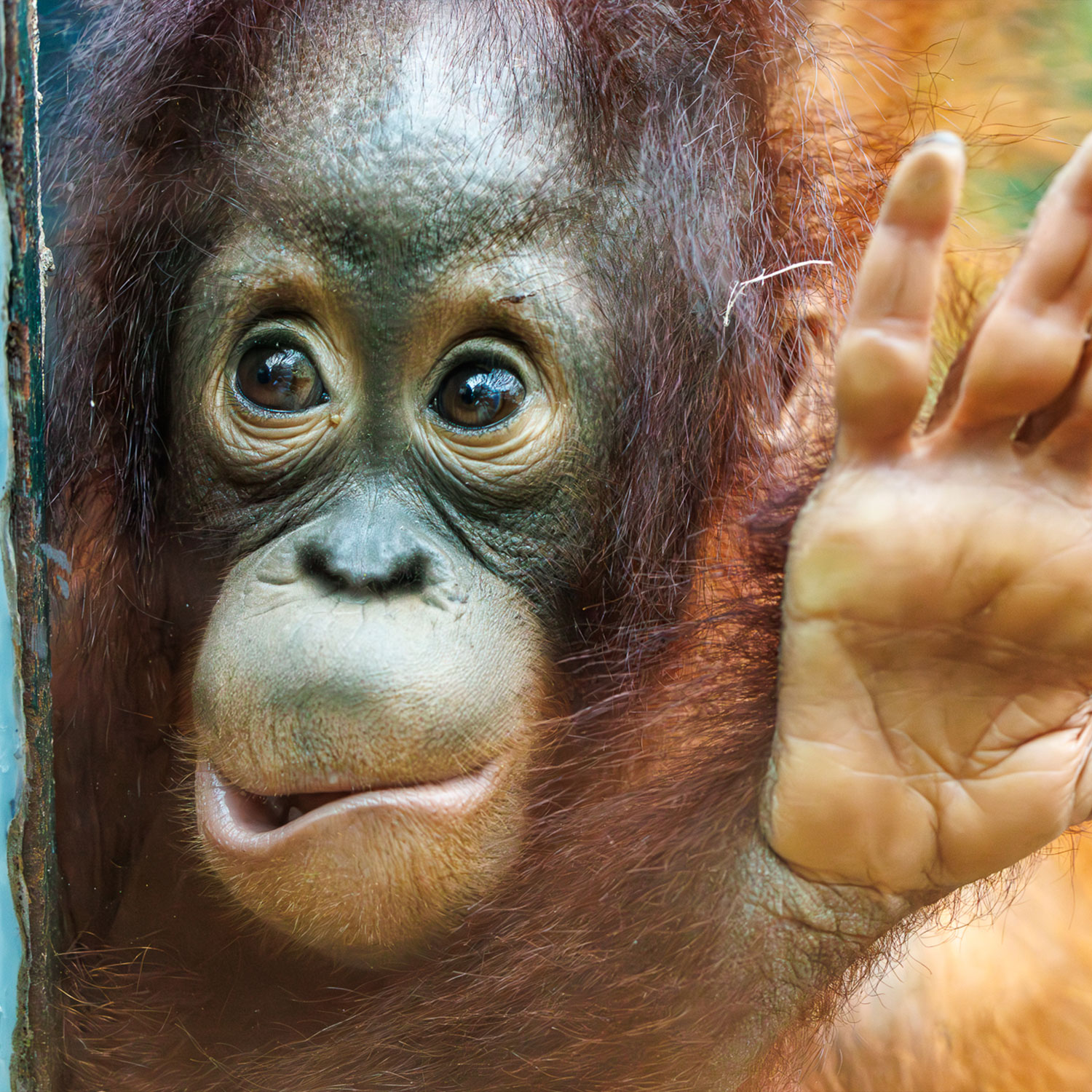 Vote photos Facebook orangs-outans Vote photos Facebook orangs-outans