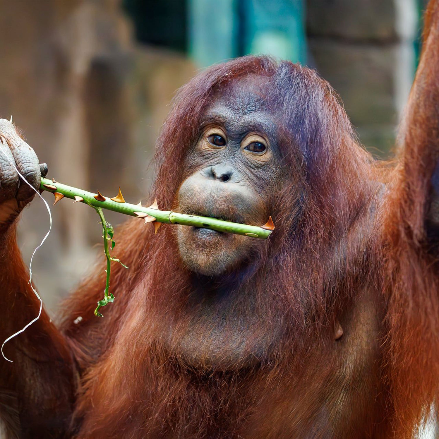 Vote photos Facebook orangs-outans Vote photos Facebook orangs-outans