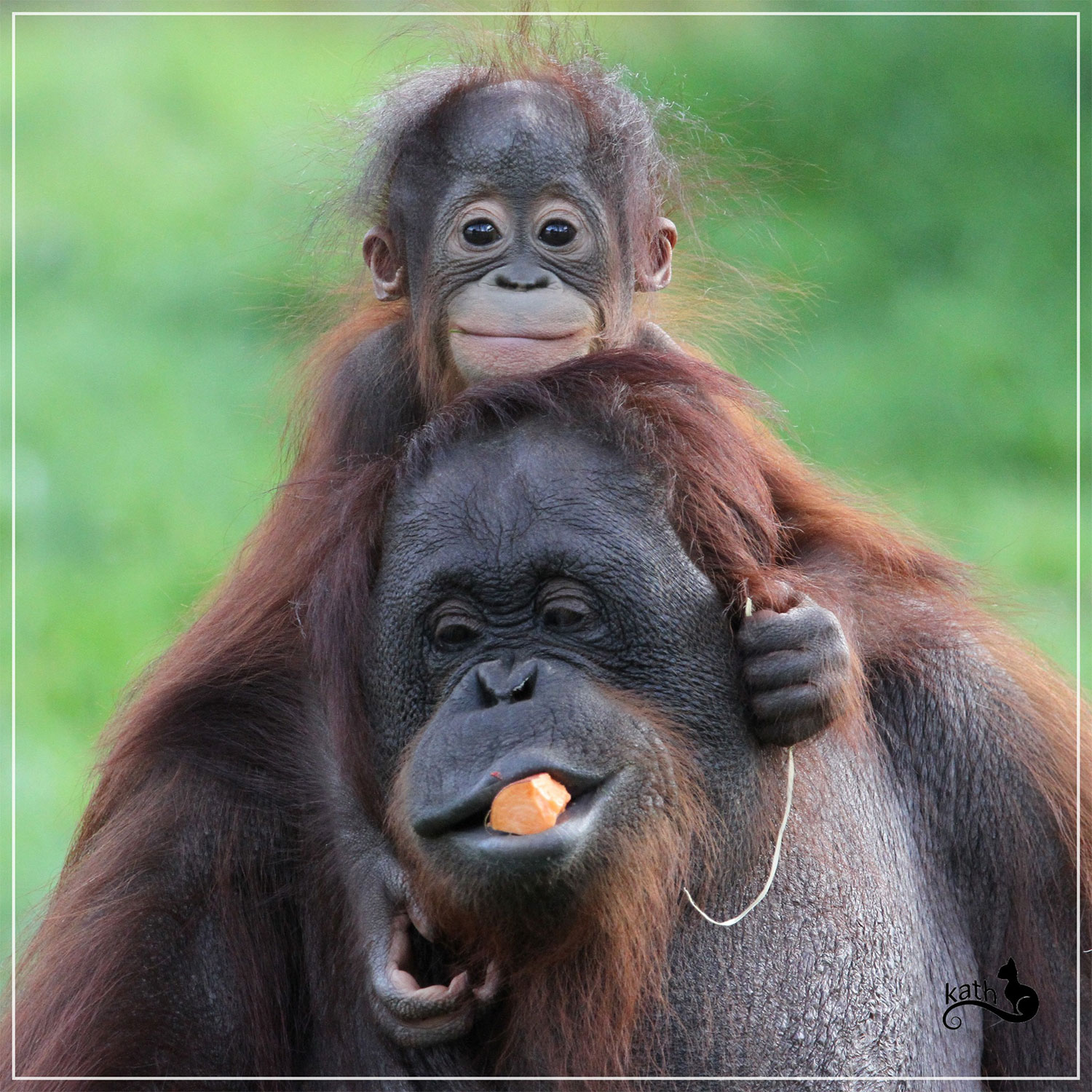 Vote photos Facebook orangs-outans Vote photos Facebook orangs-outans