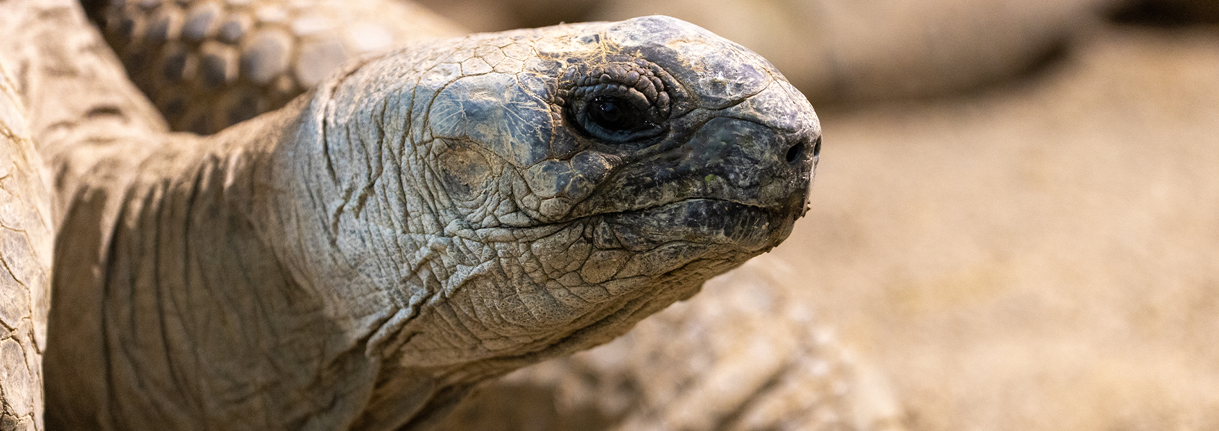 Lack, mâle tortue géante d'Aldabra