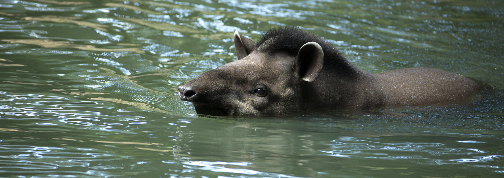 Obie, mâle tapir terrestre