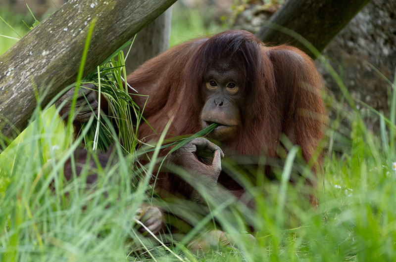 orang