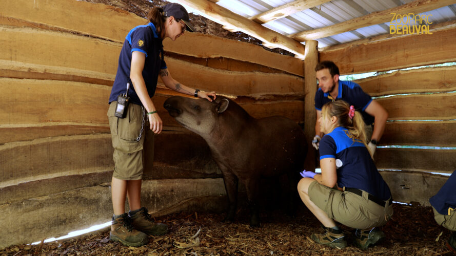 tapir vidéo