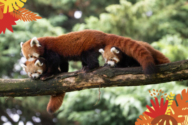 Animations Tour du Monde Maison Beauval Nature