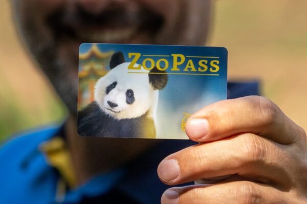 Jeu-concours 45 ans Beauval avec ZooPass d'une durée de 45 ans