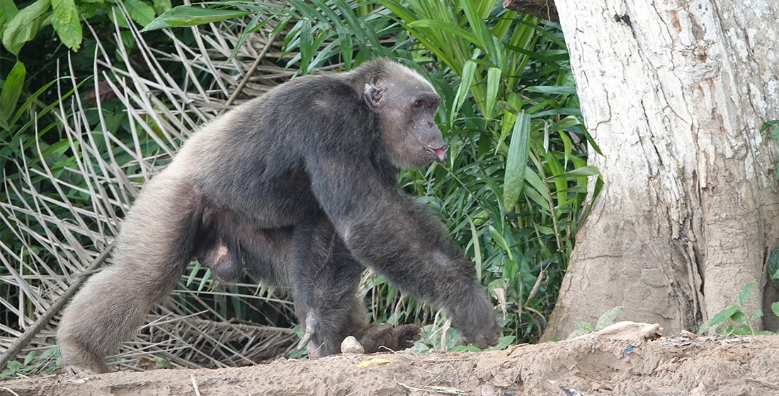 Chimpanzé Help Congo