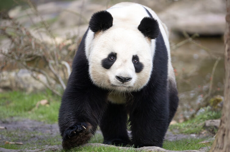 Yuan Zi - mâle panda géant du ZooParc de Beauval