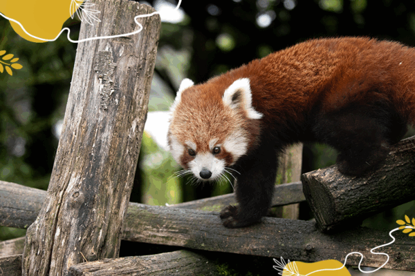 Journée mondiale des pandas roux 2025