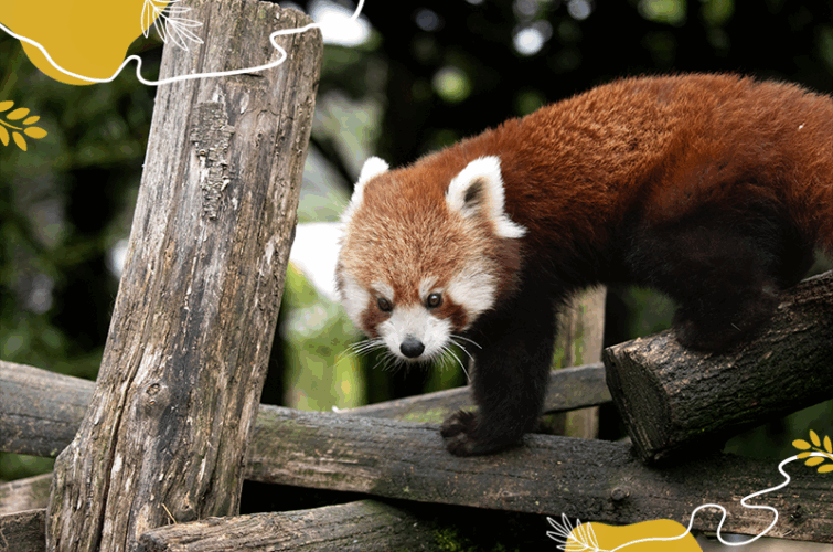 Journée mondiale des pandas roux 2025