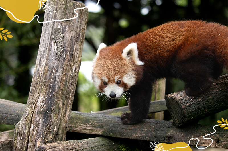 Journée mondiale des pandas roux 2025