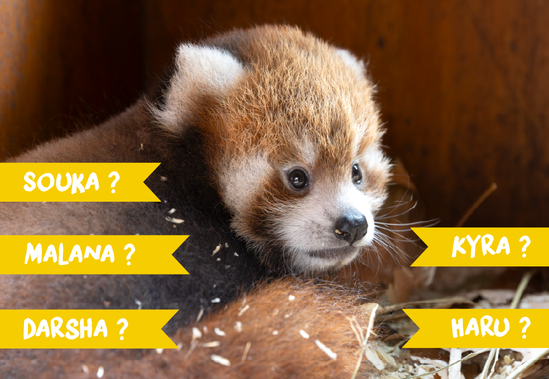 Vote prénom bébé panda roux femelle 2025