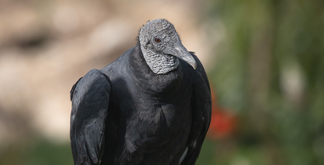 Urubu noir Urubu noir