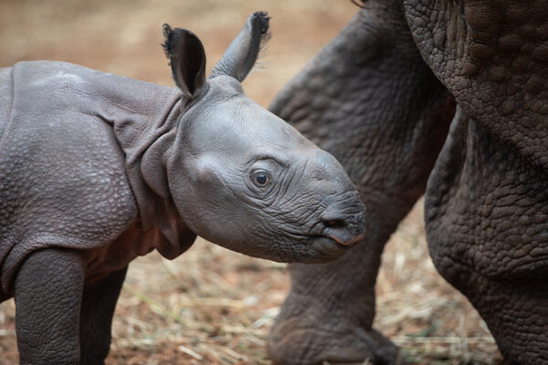 Naissance bébé rhinocéros indien - Septembre 2025