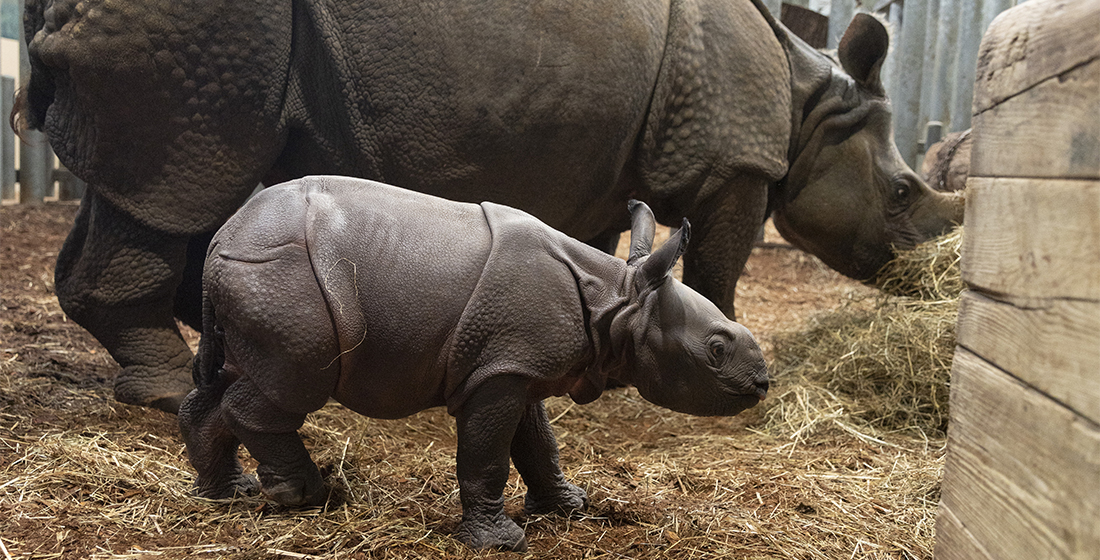Naissance bébé rhinocéros indien 2025
