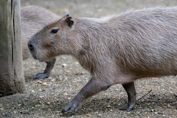 Nouveau parrainage : le groupe des capybaras