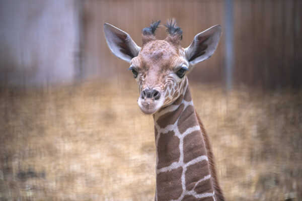 Vidéo : première sortie Mia, girafe réticulée