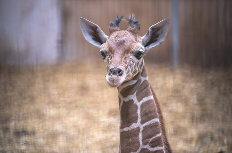 Vidéo : première sortie Mia, girafe réticulée