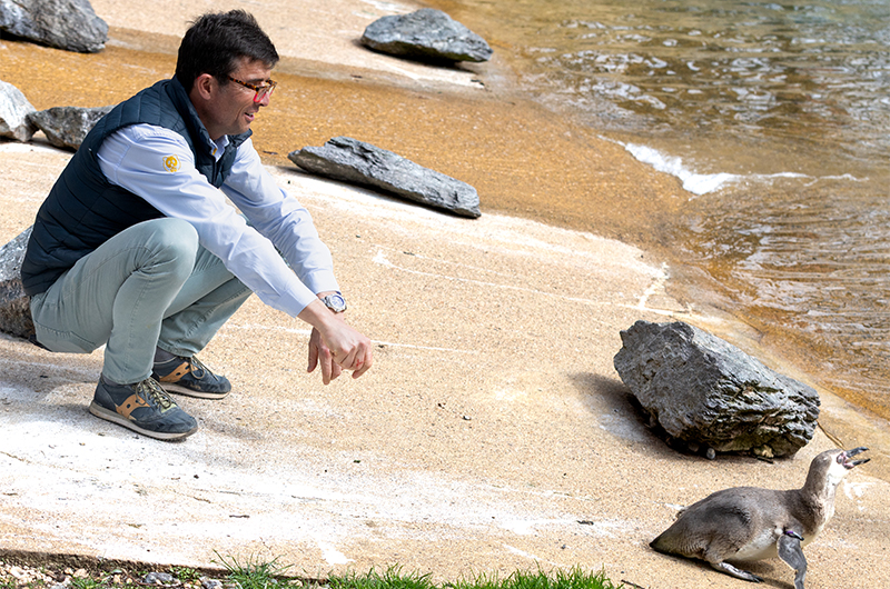 Rodolphe Delord au moment de l'arrivée des manchots de Humboldt à Beauval